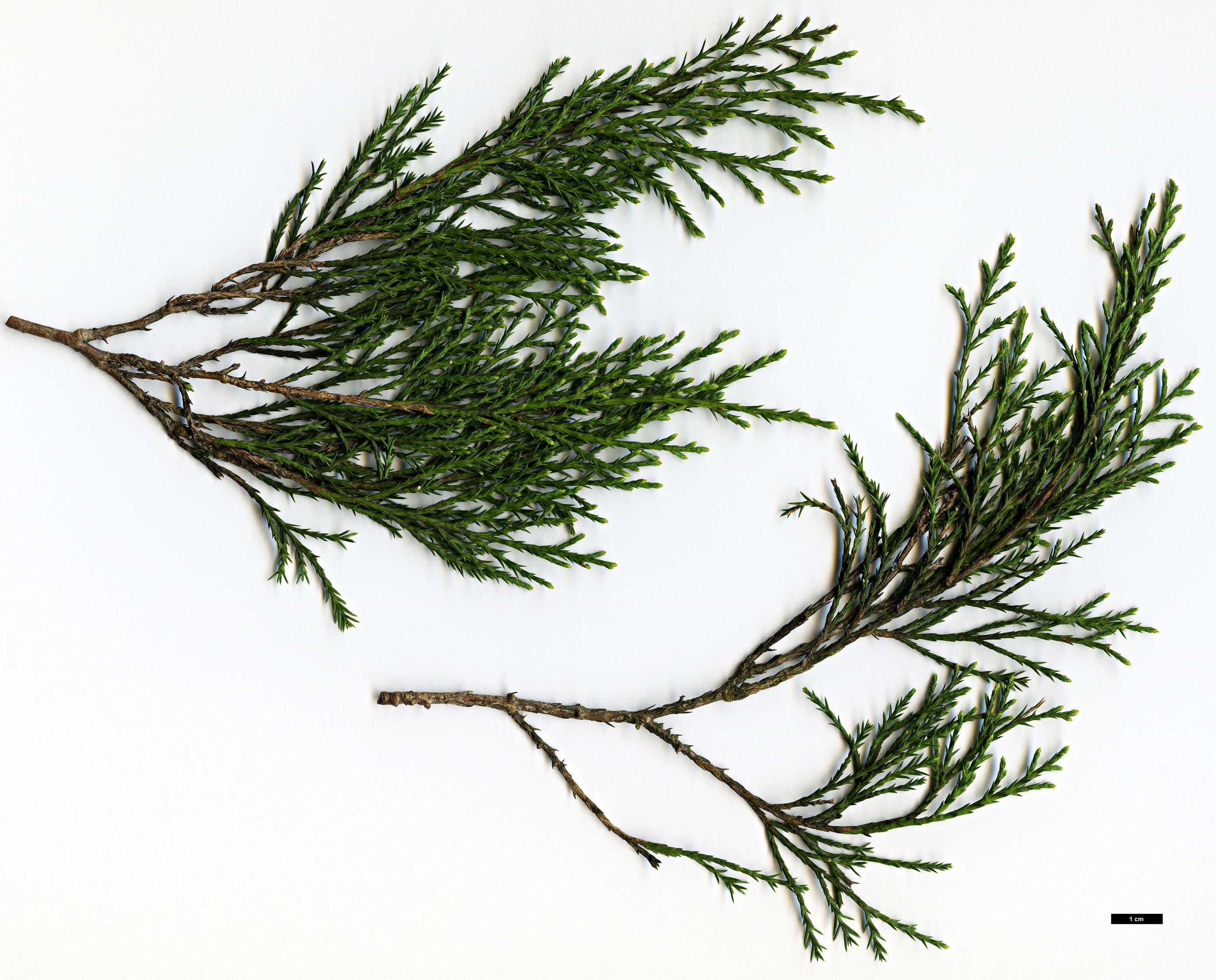 High resolution image: Family: Cupressaceae - Genus: Juniperus - Taxon: scopulorum - SpeciesSub: 'Holmes Silver'